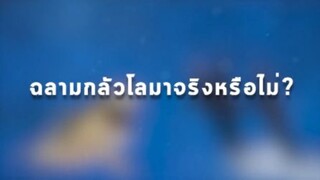 ฉลามกลัวโลมาจริงหรือไม่ ??????