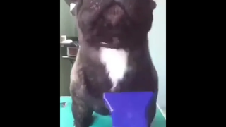 น่ารักด้วย ตลกด้วย🤣