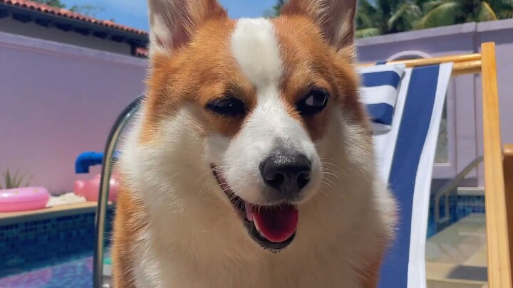 真的太羡慕我家狗狗的退休生活了