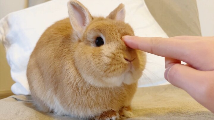 แกล้งบอนบอนขนมปังลูกเล็ก