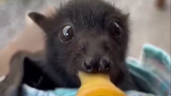 الجرو الطائر