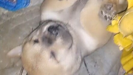 If I don't wake you up, you'll miss out on tonight's midnight snack.