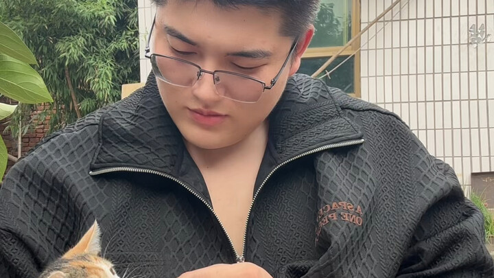 Đây có phải là khung cảnh lý tưởng của những người nuôi mèo không?