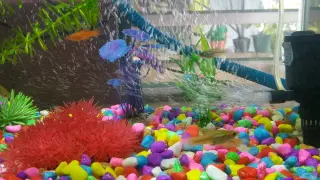 bumili akong ng pebbles sa shopee for my aquarium