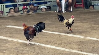 Brown Red Vs Talisay #Sabong #2hits 66k Parada