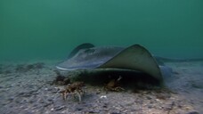 [Tập 2 - Thuyết Minh] Earths Seasonal Secrets S01E02: Autumn