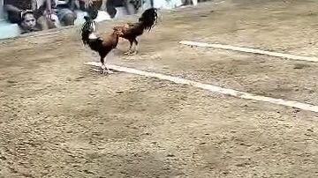 Fastest Kill - Golden Monkey Sweater.   @ Taytay Coliseum