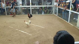 Forty tawagan lusot