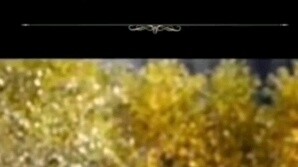 Chia sẻ một số hình treo MyGo (22)