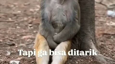 hayo kayak siapa ini