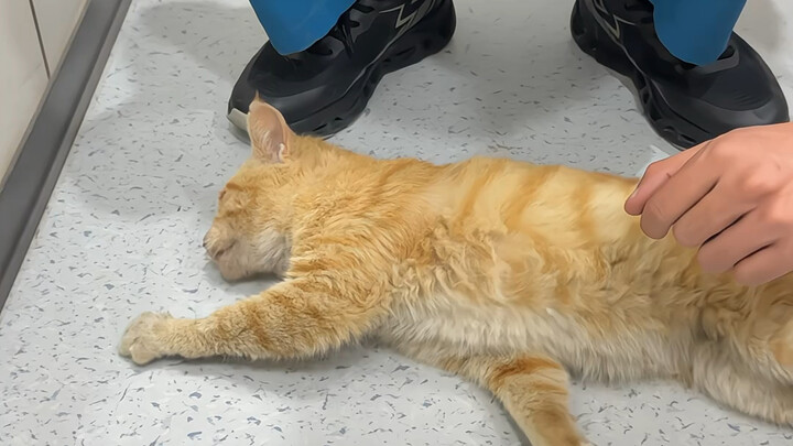 النسخة الكاملة من داجيو، يخضع للعلاج في المستشفى منذ 5 أيام.