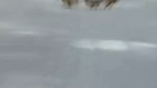 The nationally second-level protected animal, the woodcock, crosses the road swaying with every step