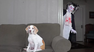 Dog vs Vampire Prank สุนัขตลก Maymo