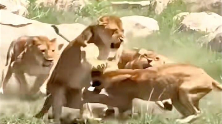 ทำไมสิงโตถึงไม่กินคนบนรถท่องเที่ยว? #โลกของสัตว์ #สิงโต #ความรู้เกี่ยวกับสัตว์