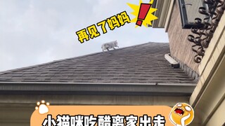 小猫咪吃二哈的醋离家出走！ 还从房顶走… 铲屎官哭了…