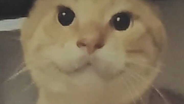 Kucing itu sangat anggun