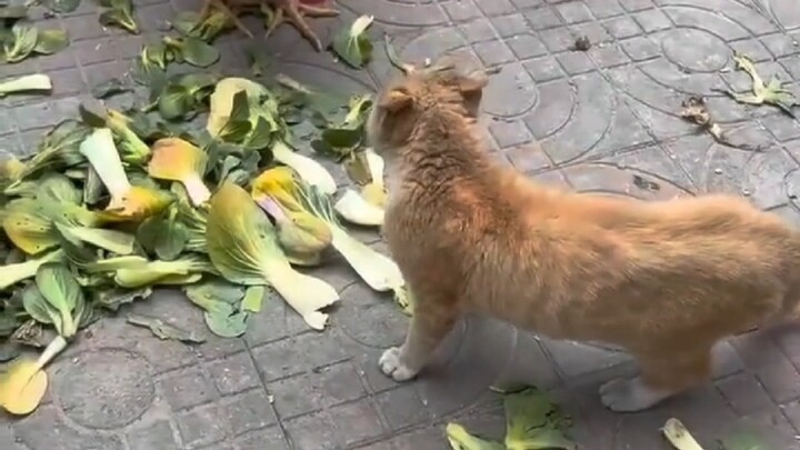 Cuộc đối đầu giữa Hakimi và Gà Dingdong