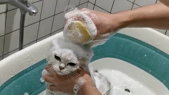 Kitten is so cute