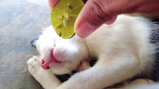 Funniest Cats 😹 - อย่าพยายามกลั้นเสียงหัวเราะ 😂 - Funny Cats Life