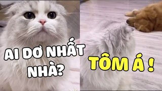 Bình thường TINH TINH thương anh lắm, lâu lâu cũng đâm chọt vài cái hà 🤣 | Pets TV