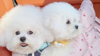 Let me update you on the latest health check-up reports for the two little dogs!