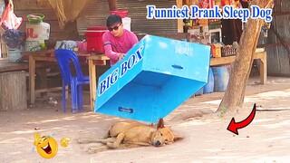 TOP 6 Super Huge Box vs Prank Sleep Dog - Very Funny Reaction Must Watch in 2021