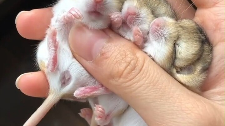 มักกะโรนีเมาส์