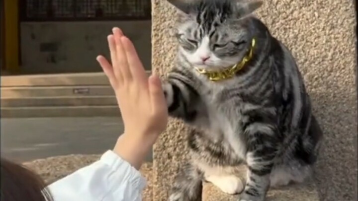 Cat: “Hello, it’s a pleasure to serve you.”