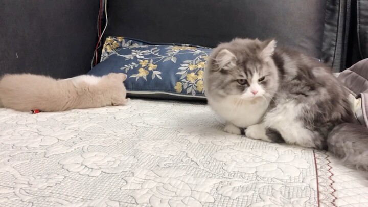 [Hewan] Kucing Napoleon yang bahagia setiap hari bersama istrinya