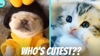🐱 แมว vs สุนัข 🐶 ใครน่ารักกว่ากัน