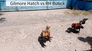 Gilmore Hatch vs Roundheaded Bulick