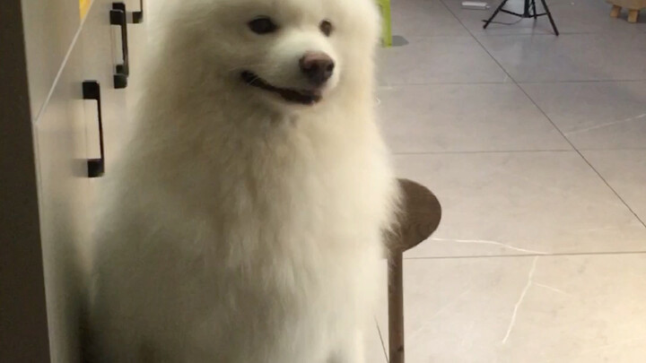 Vậy nên tình yêu đâu có mất đi đúng không? Nhất định phải nuôi một chú cún toàn tâm toàn ý chỉ nhìn 