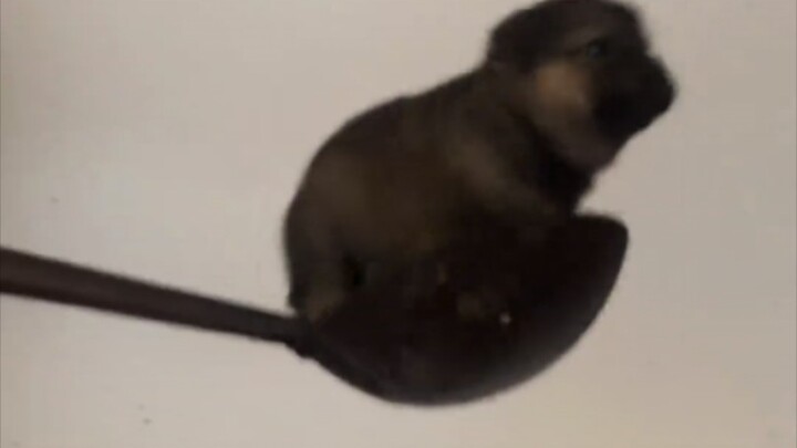 Kehadirannya tak kalah penting dari seorang psikolog.