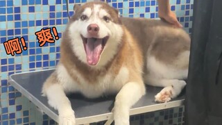 给边牧吹毛，给二哈吹毛，差距一目了然！