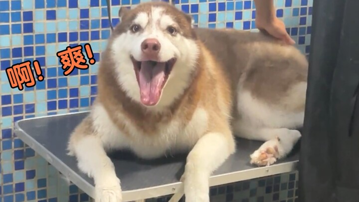 เป่าขนให้สุนัขเบอร์นีเมาน์เทนด็อก เป่าขนให้ไซบีเรียนฮัสกี้ ความแตกต่างเห็นได้ชัดเจนทันที!