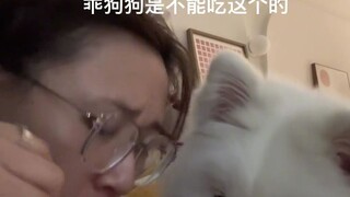 The Samoyed watched his owner eating noodles for so long, but he didn't get a single bite. So pitifu