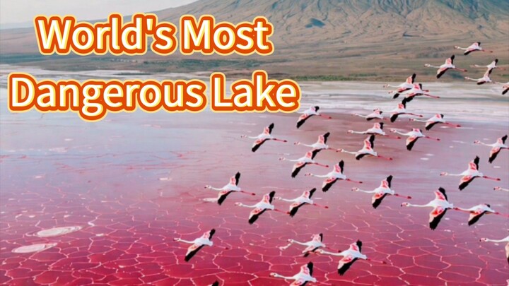 This Lake Turns Animals to Stone! World's Most Dangerous Lake - Lake Natron Mystery