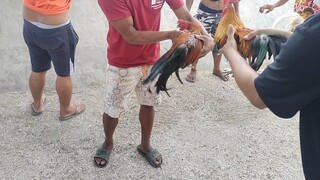 1 pakpak laban sa winner na