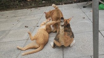 8/3 Ngầu xém ăn vả của Dòi