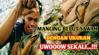 MANCING BELUT SAWAH|DENGAN UKURAN UWOOOW..!!! SEKALI