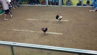 1x winner na Ang mistisong kanawayonxcuban 💪💪💪