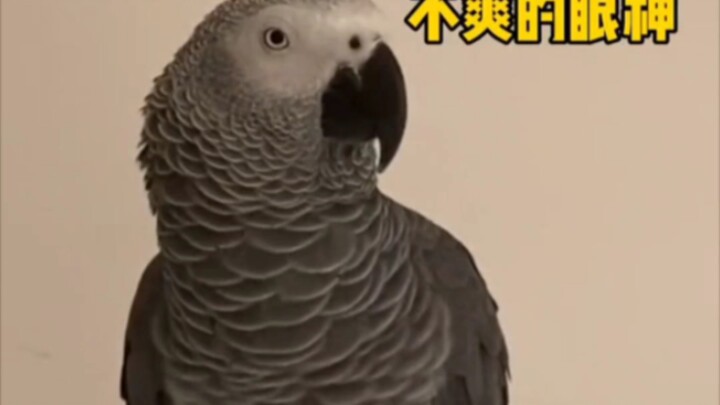 Grey Parrot 🦜: “There’s no way I’m learning to cluck like a hen!” But in the end, he still bowed dow