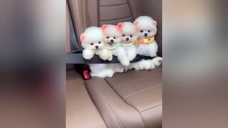Có ai muốn nuôi một bé như này không nè💖 thucung mèo fyp xuhuongtiktok trending