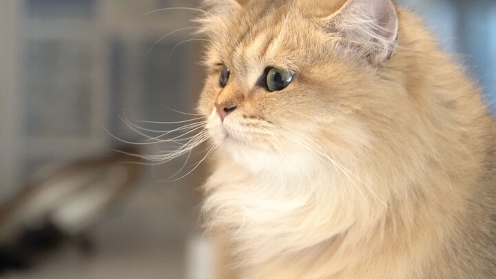The golden tabby mochi sneaks a whiff of the leftovers and gets caught red-handed—wants to scold som