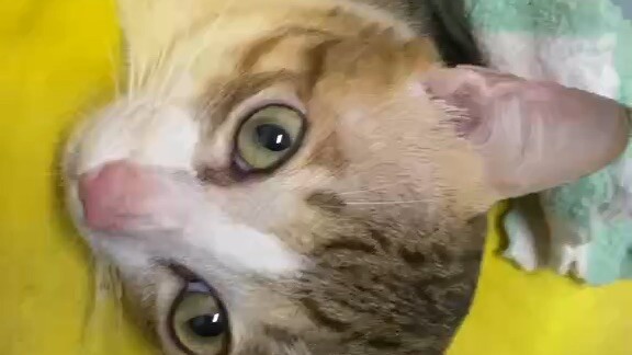 🙀