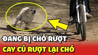 Thanh niên đi xe đạp bị CHÓ RƯỢT cay cú bỏ luôn cả xe để RƯỢT LẠI CHÓ 😂 | Yêu Lu