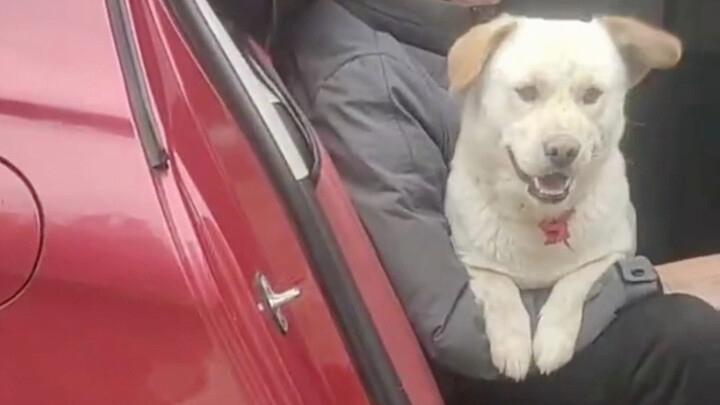 โตขนาดนี้แล้ว ยังเป็นลูกหมาขี้อ้อนอยู่เลย