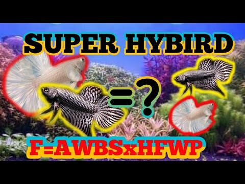 Bettas Khimera / Bettas Chimera / Ikan Cupang Jenis Baru