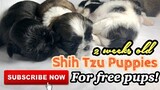2 weeks old Shih Tzu | Super Marcos Vlogs