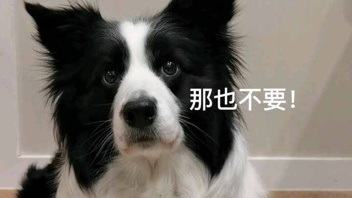 Do puppies also cherish old memories?